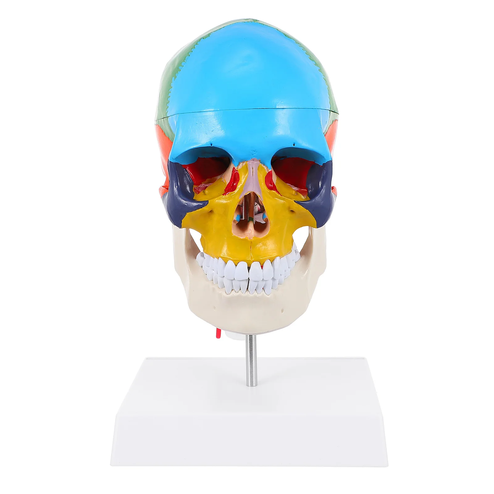 

Анатомическая модель красочная модель обучающая модель