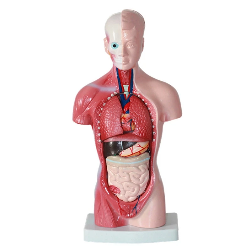 

Human Torso Body Model Anatomy Anatomical Internal Organs Assembling Model 11 Inch For Student Teaching Study