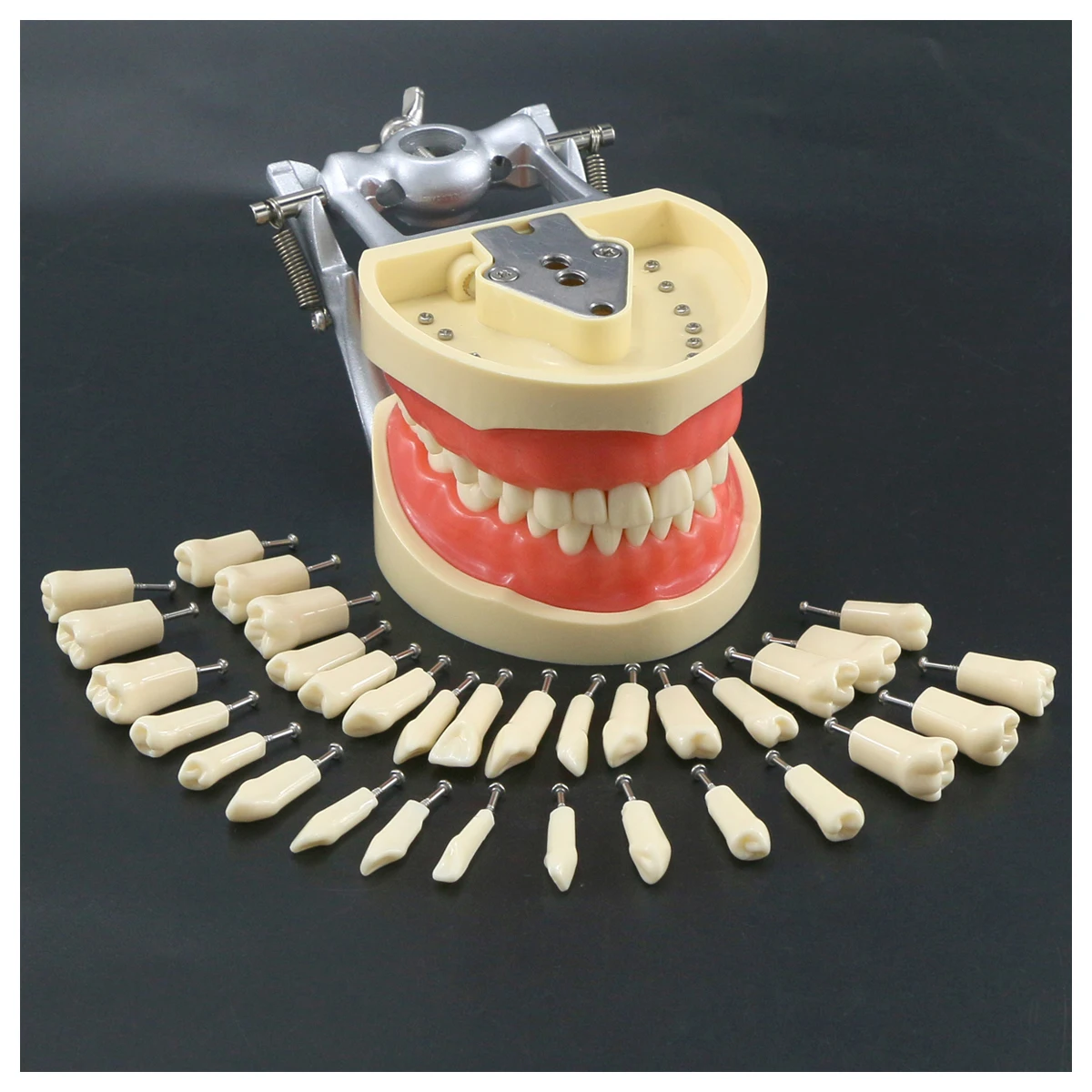 Dental Typodont Model With Removable Screw-in Teeth Kilgore NISSIN 200 Type 8012 32 Teeth