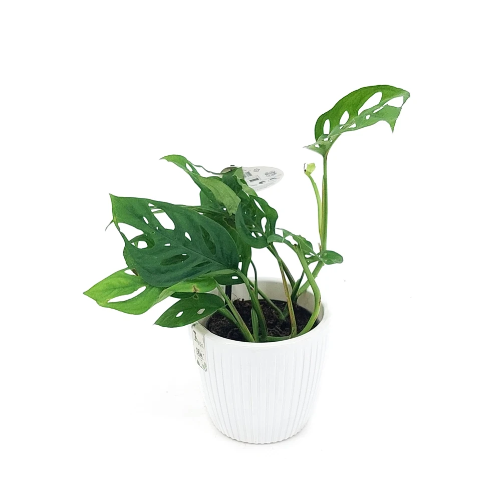 Монстера адансони в пластиковом кашпо с дренажной системой полива Эви VipSet 1 5л