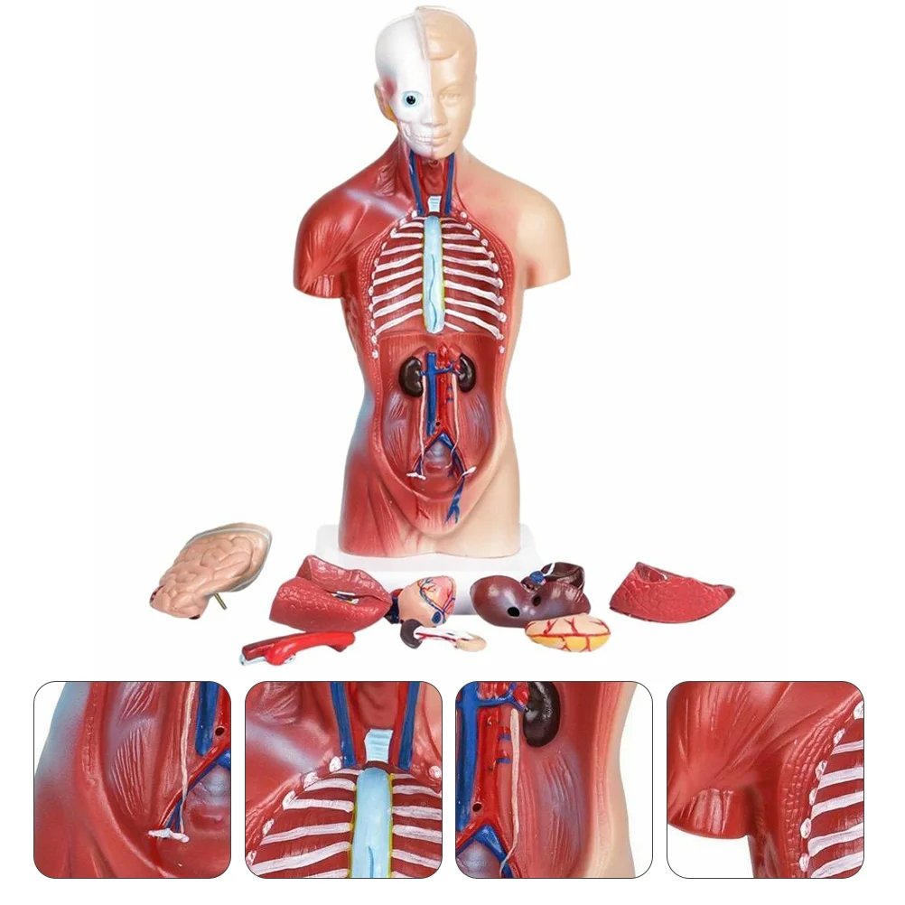 

1 Set Human Internal Trunk Organs Biology Class Accessory Human Anatomy Model