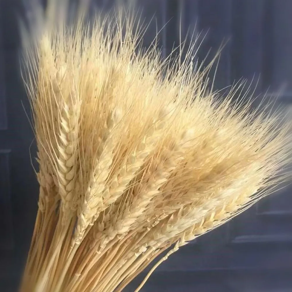 

25Pcs/Set Wheat Dried Flowers Natural Dried Flowers Table Wedding Flower Arrangement DIY Flowers Bouquet For Home Decoration