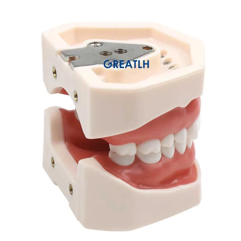 Dental Typodont Teeth Model Dental Training Model for Dentist Training Practice Dental Instrument images - 6