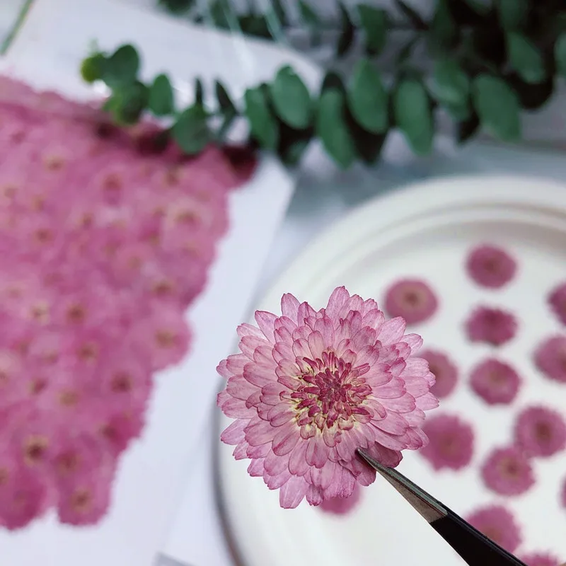 

12 Piece 2-3cm Purple Chrysanthemum Pressed Dried Flower Leaves DIY Scrapbooking Handmade Bookmark Album Frame Décor
