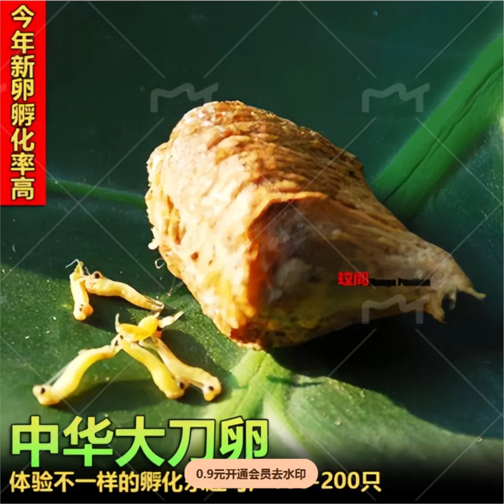 1 шт. детские молящие яйца богомола Tenodera Aridifolia прогулка семян ползание домашних