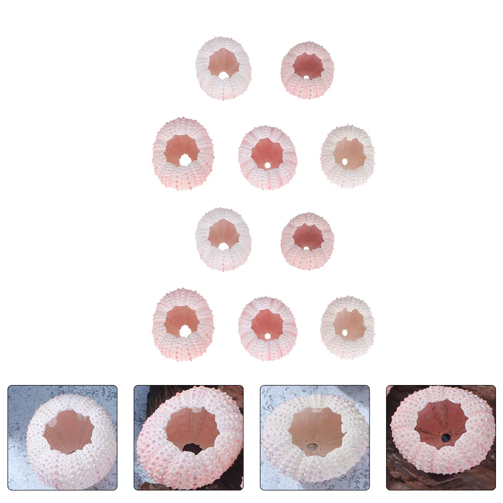 

10Pcs Ocean Beach Urchin Holder Urchin Urchin Planter Miniature Seashells