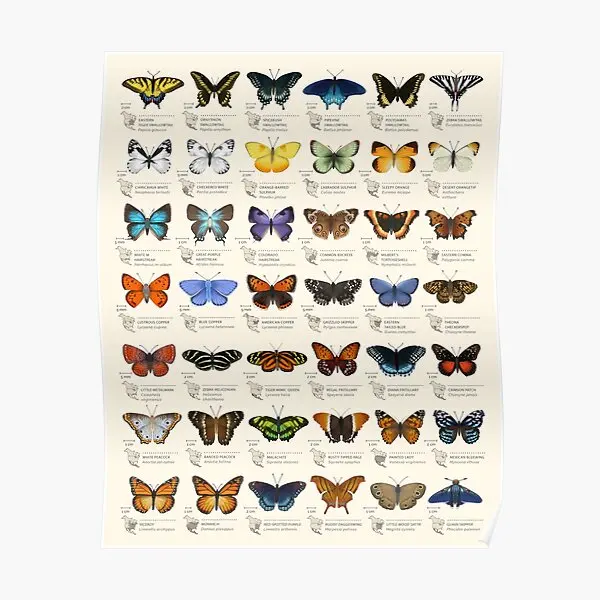 

Butterflies Of North America Poster Room Mural Decoration Funny Print Picture Wall Modern Art Painting Decor Vintage No Frame