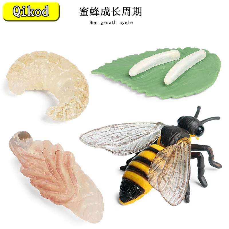 

Children's Educational Simulation Animal Insect Model Bee Growth Cycle PVC Movable Miniature Figure Kids Collection Toys Gift