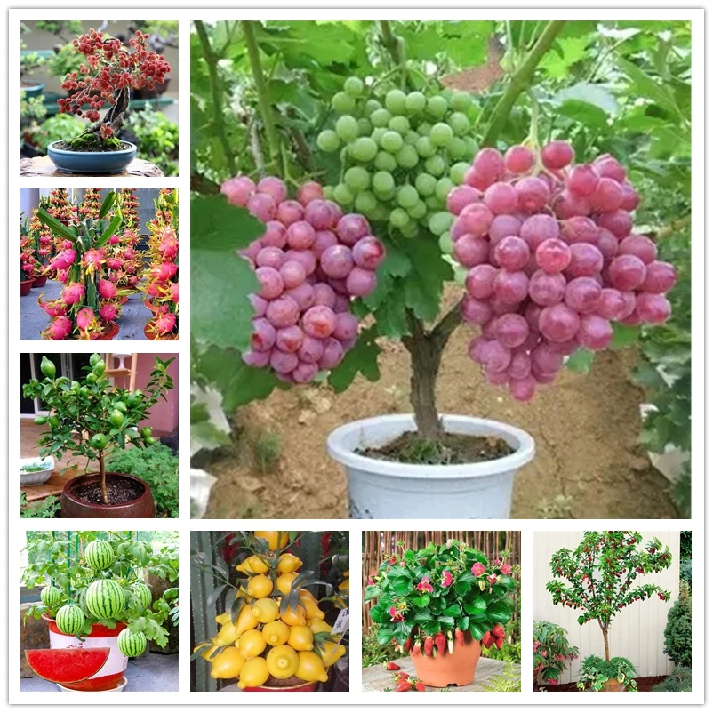 

Perfume Lemon Mulberry Strawberry Nature Fragrant Pitaya Sweet Apple Grape Watermelon Cherry Tomato