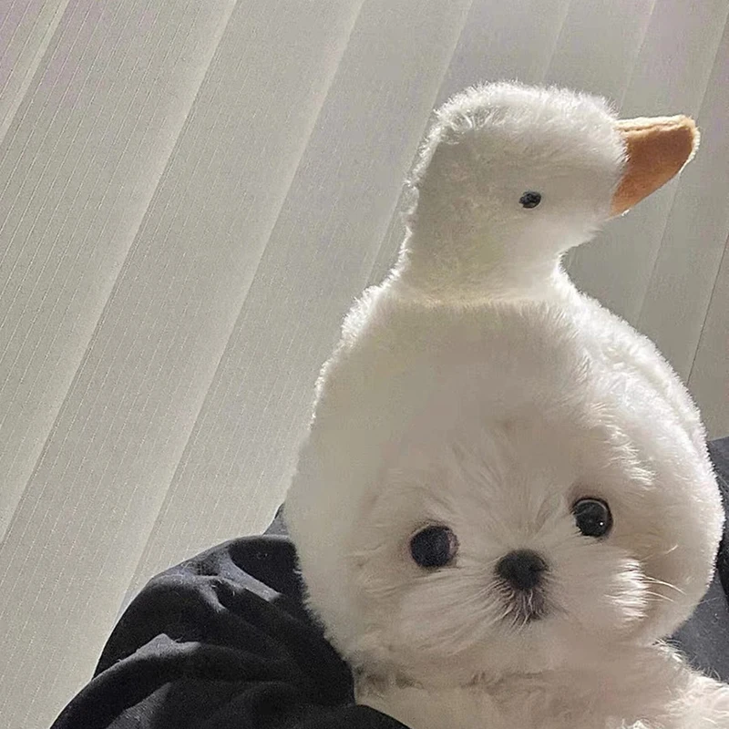 Мальтийская большая белая гусь голова куклы запекания жареная кошки домашнее