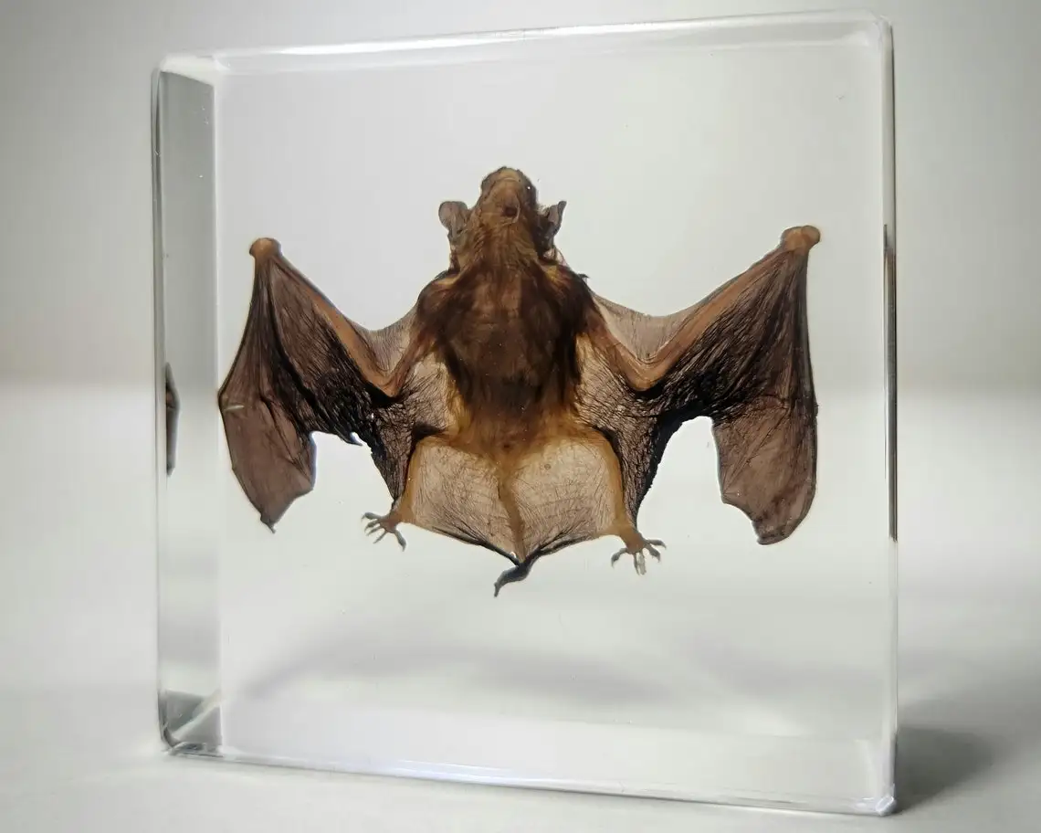 

Bat specimen animal paperweight bat Taxidermy Collection embedded In Clear Lucite Block Embedding Specimen