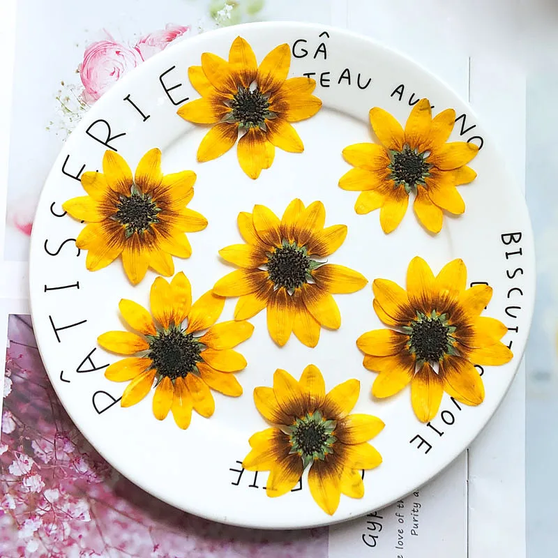 

10pcs Dried Pressed 5-6cm Sunflower Plant Herbarium For Jewelry Postcard Phone Case Photo Frame Bookmark Invitation Card DIY