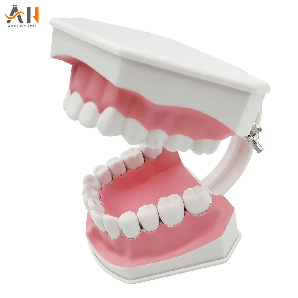 

Disease Children Teeth Model Tooth Dentist For Medical Science Dental Disease Teaching Study