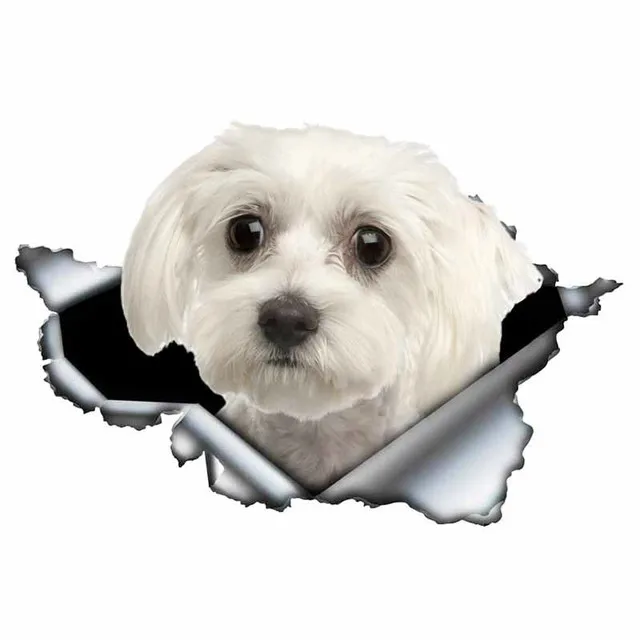 

Cute Maltese Type Dog Car Sticker Bonding model3