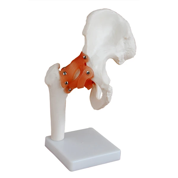 

Life-Size Educational Human Hip Joint Anatomy Model