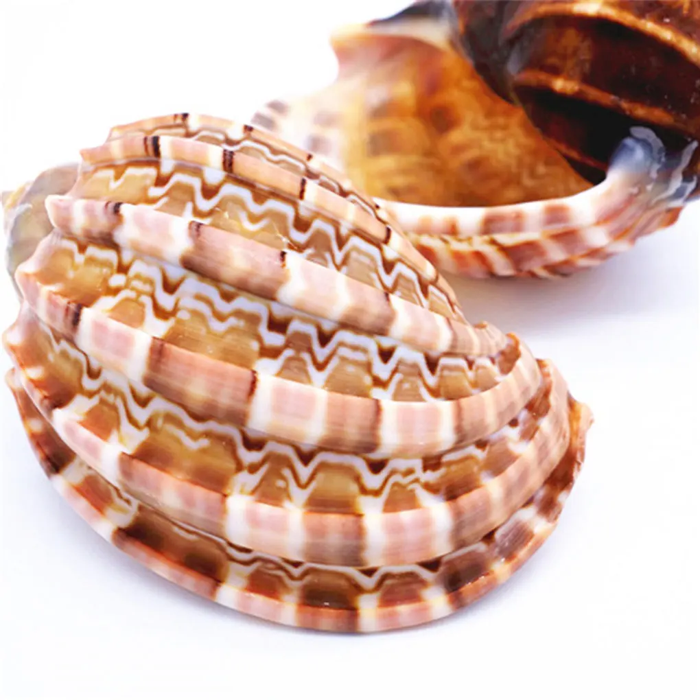 

Водонепроницаемый аквариум, ландшафтный орнамент, износостойкая оболочка, ракушка, домашние украшения для аквариума, для дома и офиса