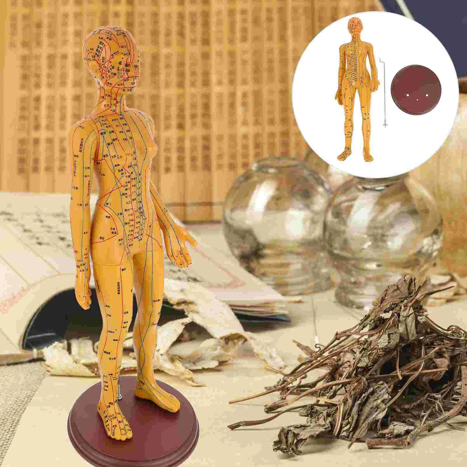 

1pc Female Models Sturdy Safe Good Model Model for School Display