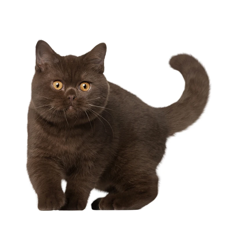 Наклейки на стену в виде кота английском стиле | Автомобили и мотоциклы