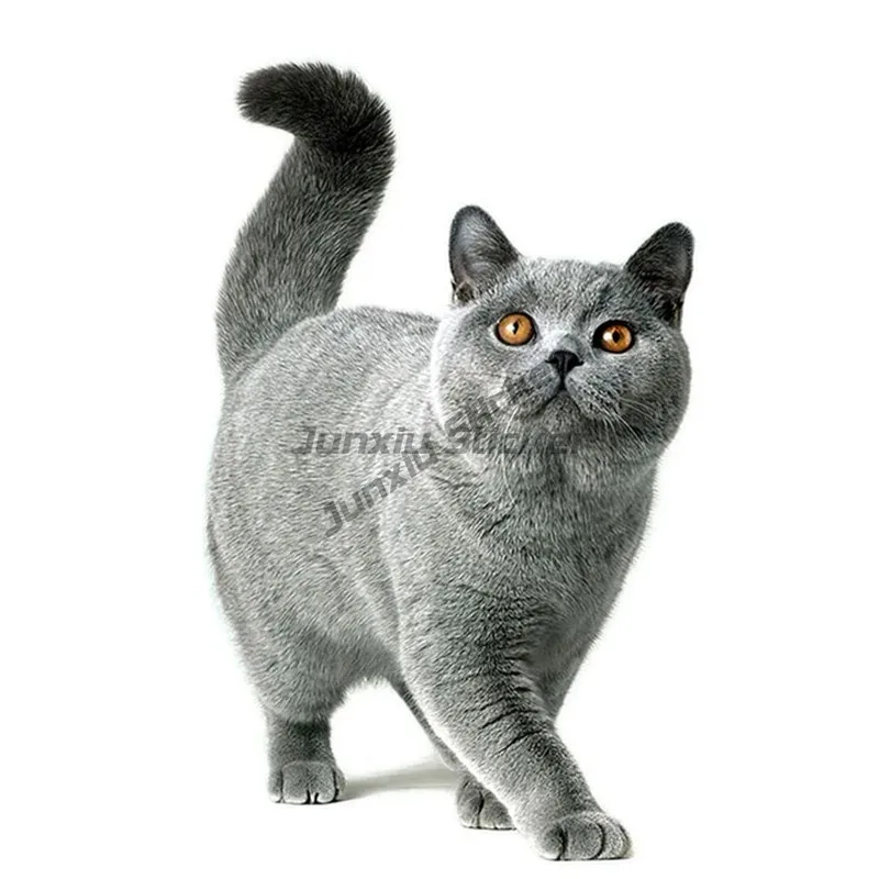 Автомобильная наклейка с милым котом персидским Birman Bombay британская