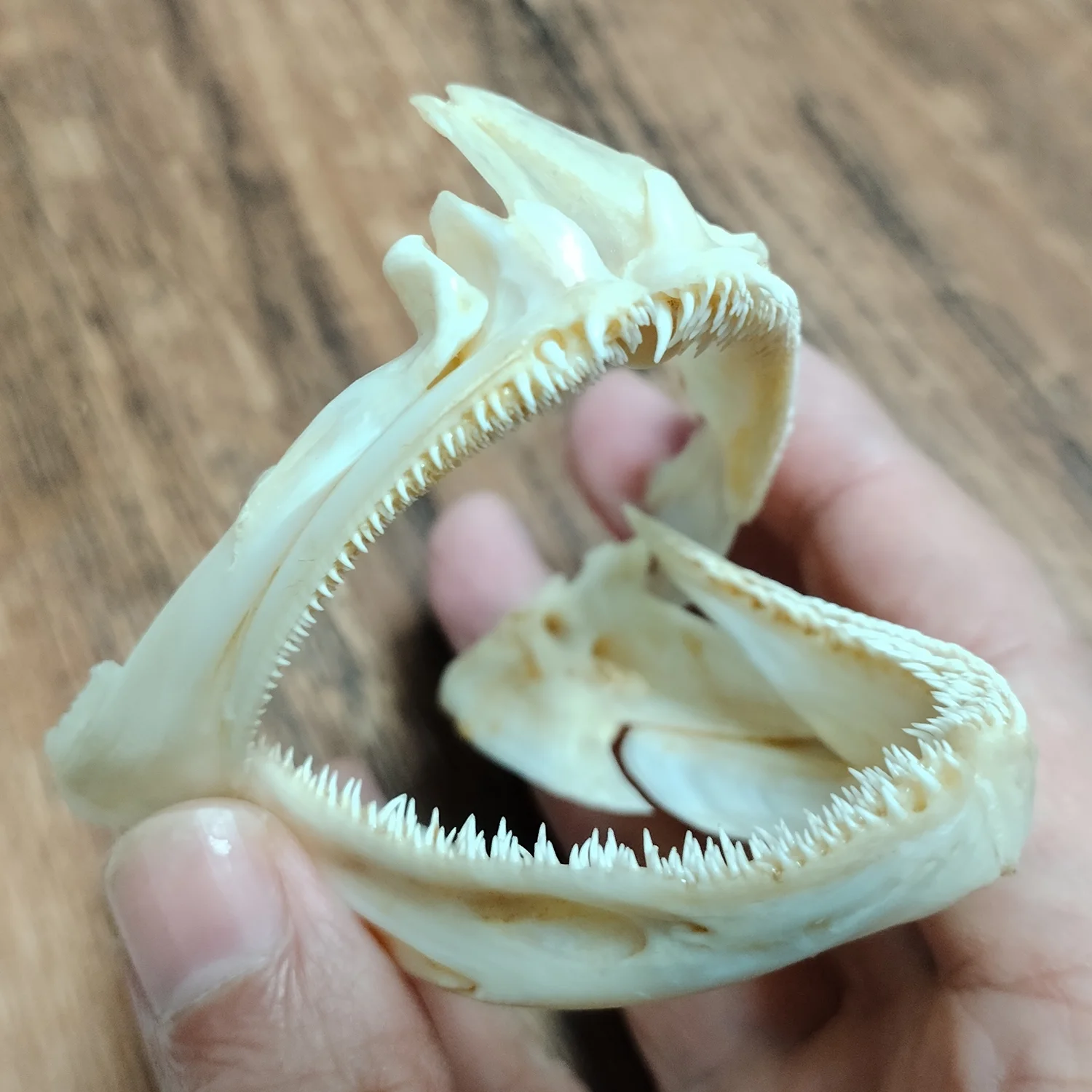 

Африканский череп рыбы ORIGIFTS