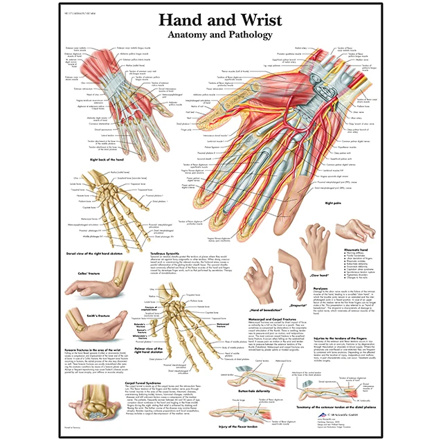 

Анатомия человека постер на холсте