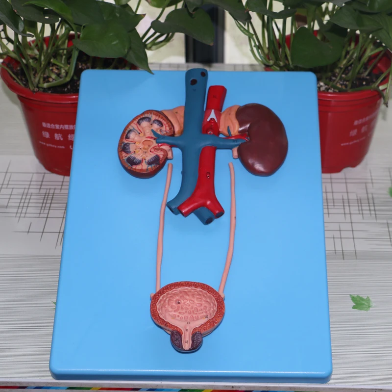 

Модель мочевыделительной системы