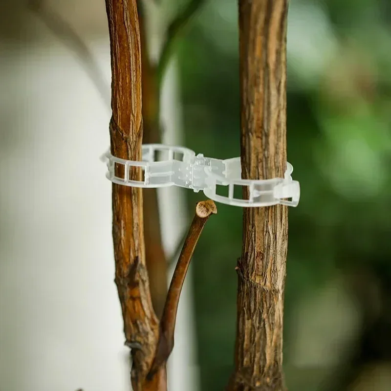 200/100 шт. зажимы для поддержки растений инструмент фиксации прививки овощей