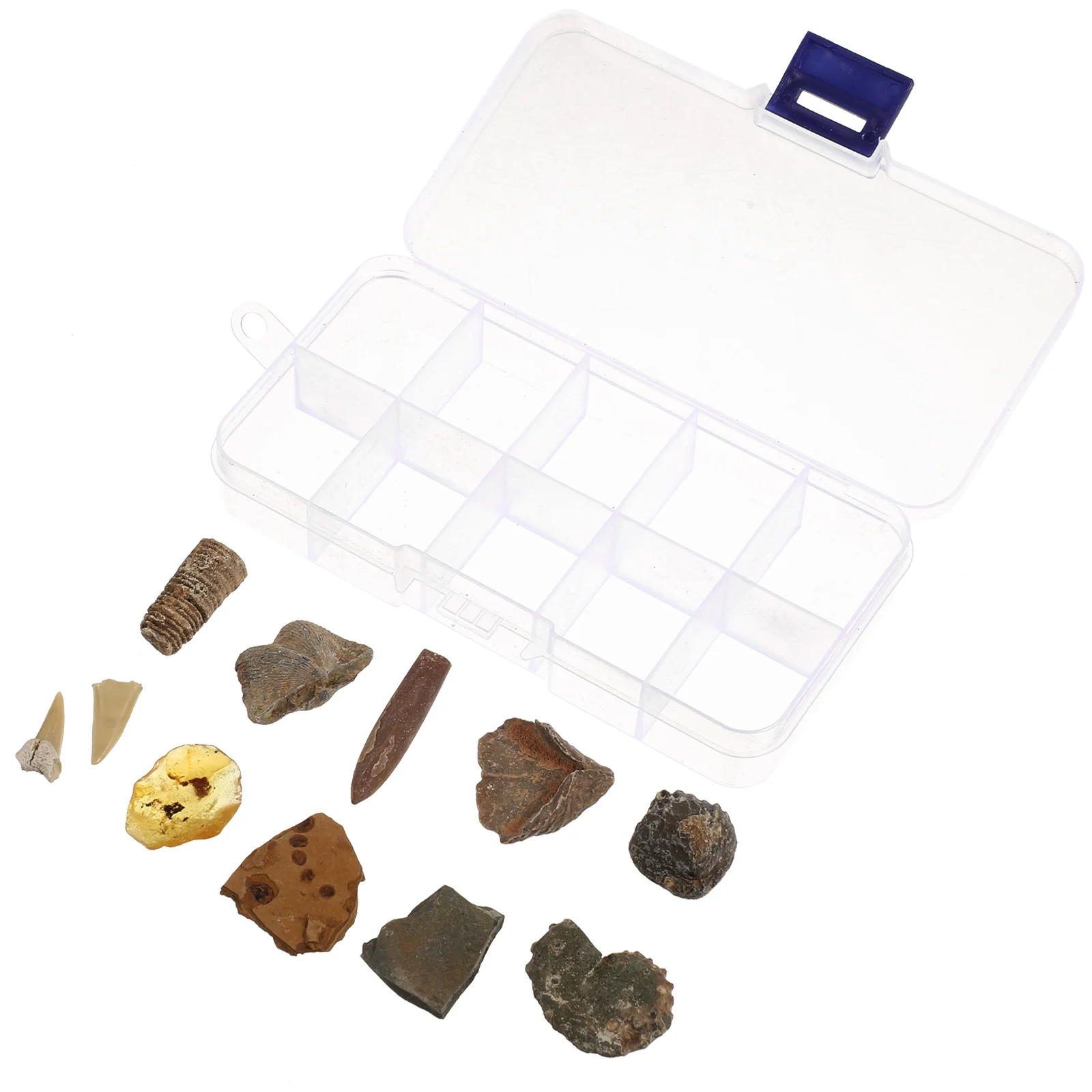 

10pcs Ancient Fossil Adornment Desktop Ornaments Classroom Teaching Specimen