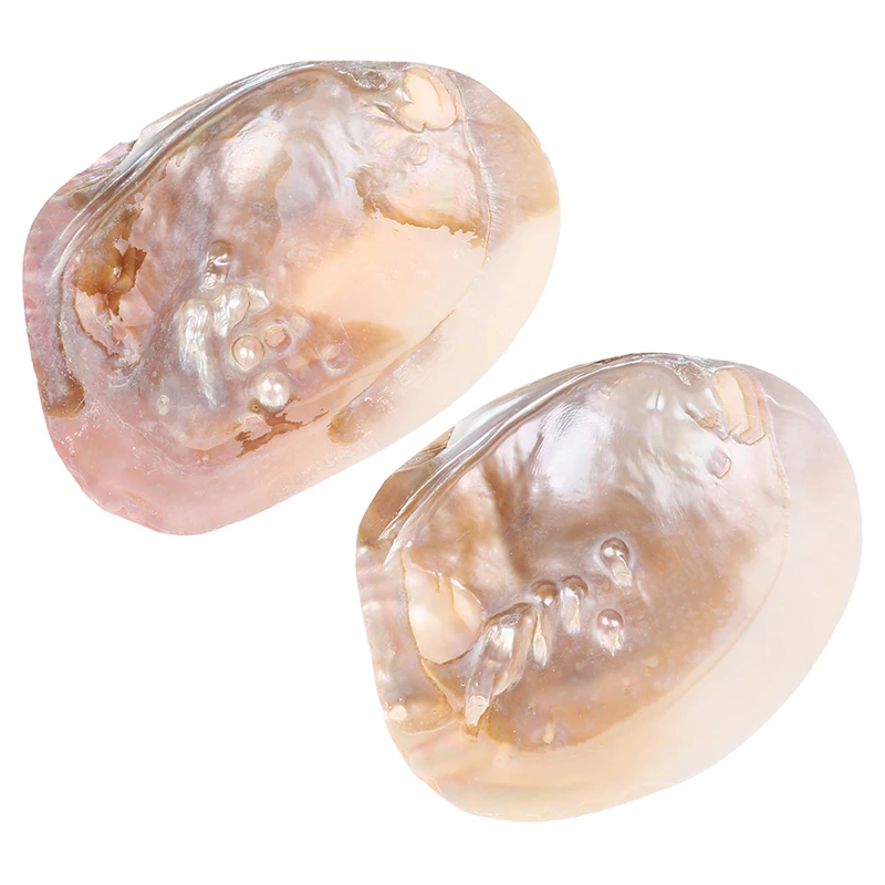 

Natural Freshwater Pearl Shell Oyster Mother of Pearl Nautical Home Decor Beach Clam Shell for DIY Jewelry Making Crafts