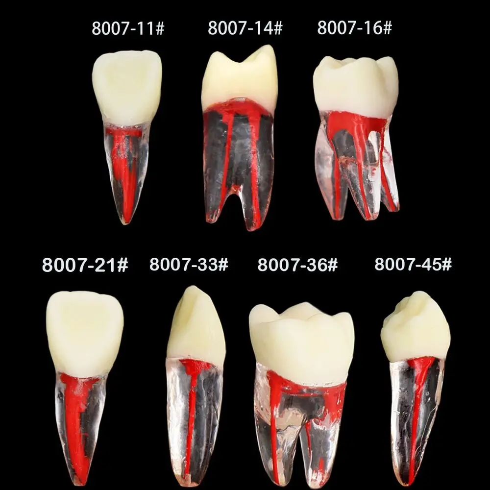 Dental Teeth Root Canal Model RCT Practice Model for Endodontic Study Training orthodontic teethwhitening dental odontología