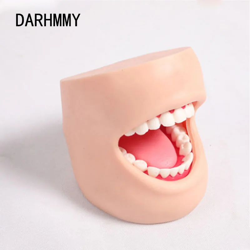 DARHMMY 1:1 Human Oral Nursing Practice Model,Dental Training Model,With the cheek,Adult Nursing Care Full Teeth