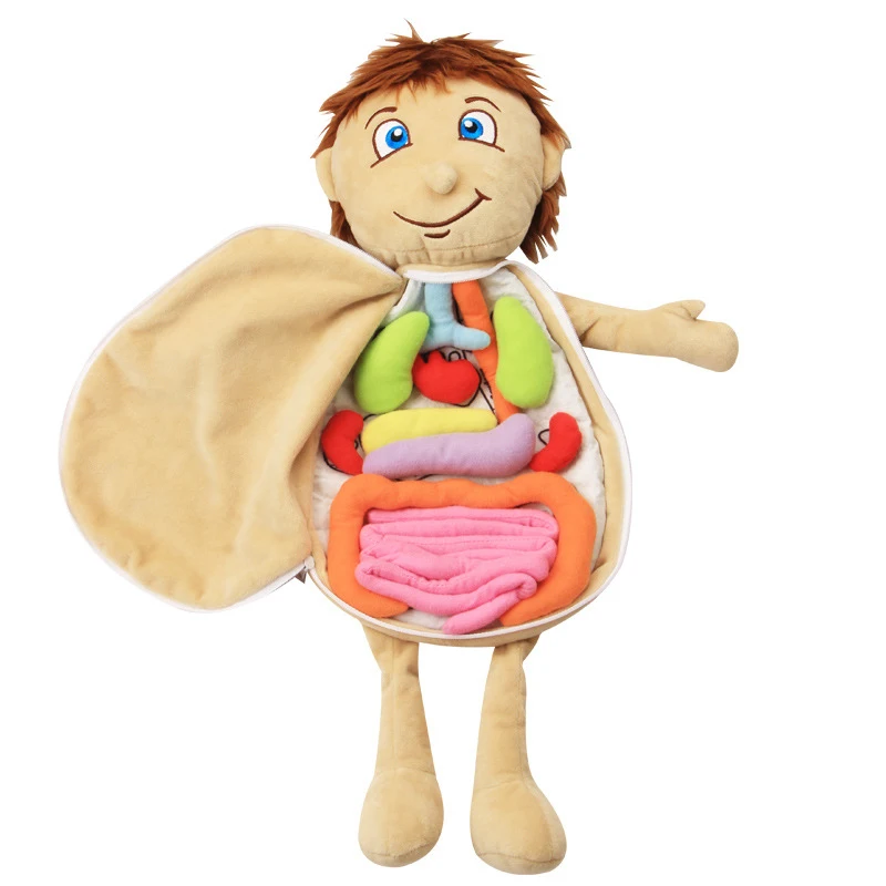 

Kids Assembled Plush Body Organs Toy Human Body Anatomy Plush Doll Science Teaching Aids Tool Educational Toys For Children