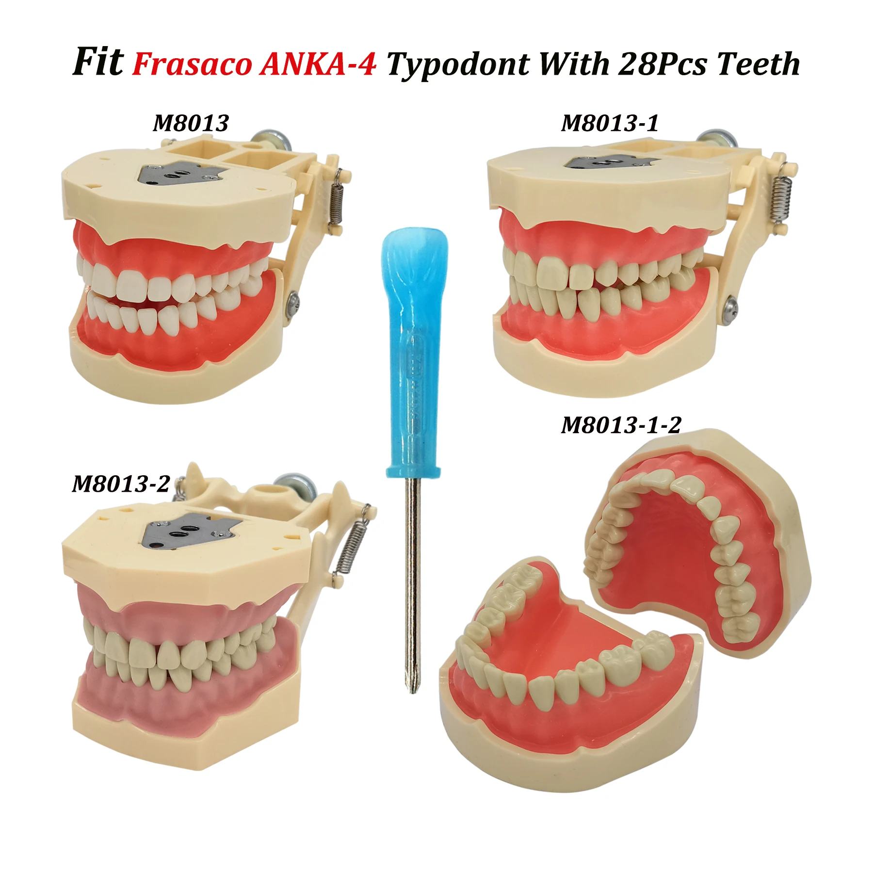 Frasaco ANKA-4 Typodont Fit Dental 28 шт. ввинчивающаяся модель зубов практика наполнение