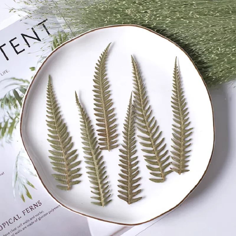 100 шт. семейный папоротник лист цветок гербарий фотооткрытка Закладка рамка