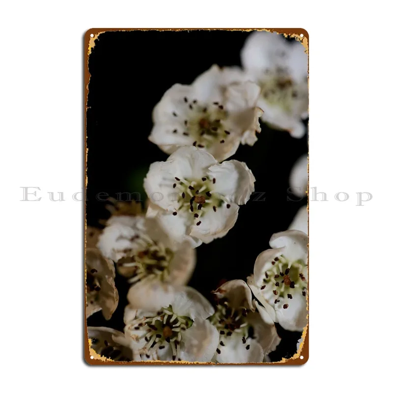 

Crataegus Monogyna Flowers Metal Plaque Poster Pub Plaques Designing Customized Mural Tin Sign Poster