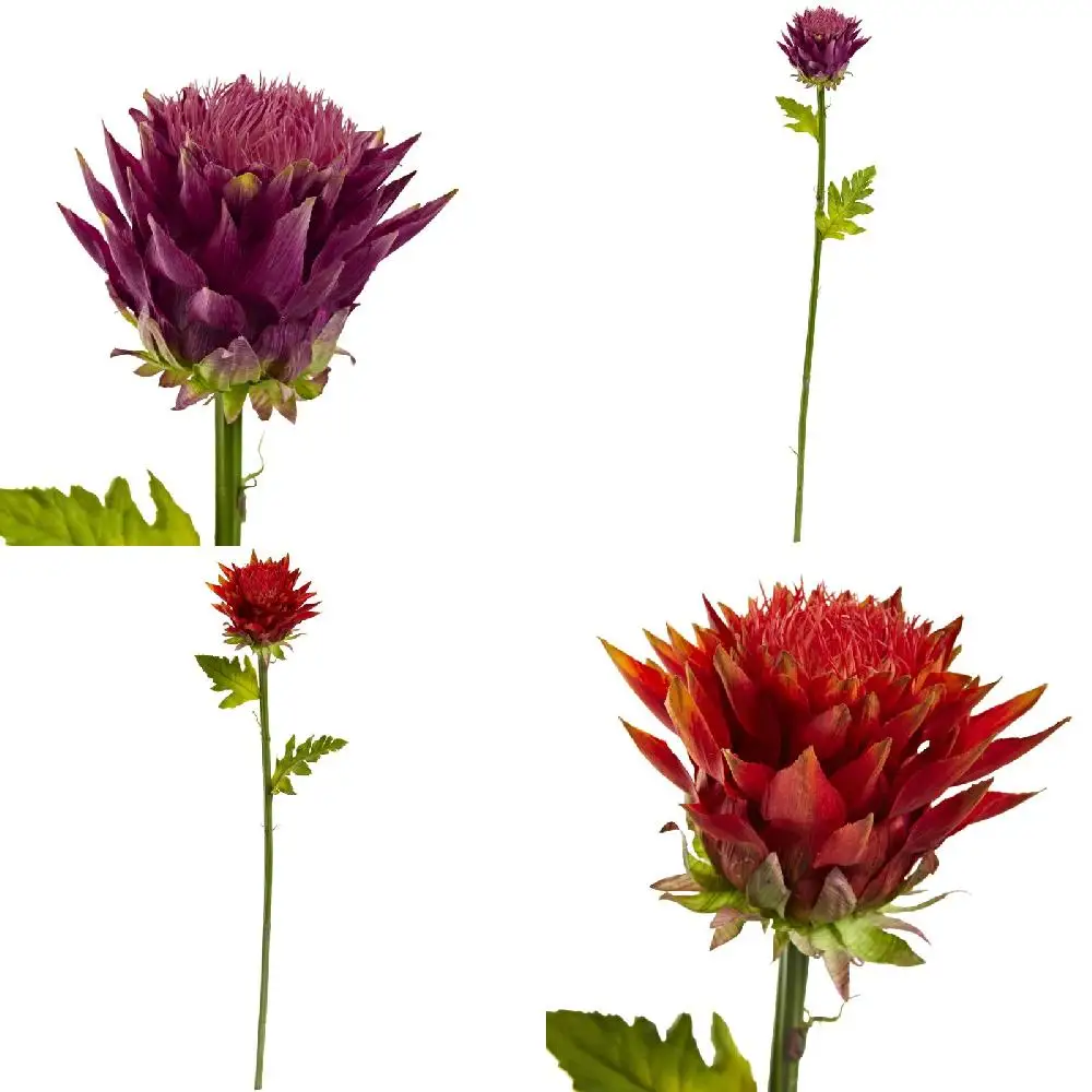 

Elegant Tropical & Artificial Flower Collection (Set of 6)