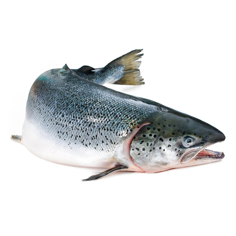 N617 # для рыбы красочная Автомобильная наклейка устойчивая к царапинам автомобильные наклейки водонепроницаемый холодильник автомобильное украшение для JDM SUV форель