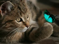 5d diamond painting cat diamond art for adults and kids embroidery cross stitch diamond mosaic home decor