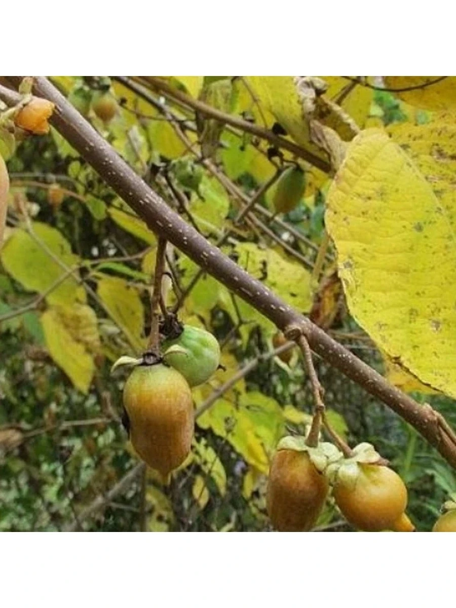 Актинидия полигама. Актинидия абрикосовая. Актинидия полигама. Актинидия полигамная. Актинидия полигама.