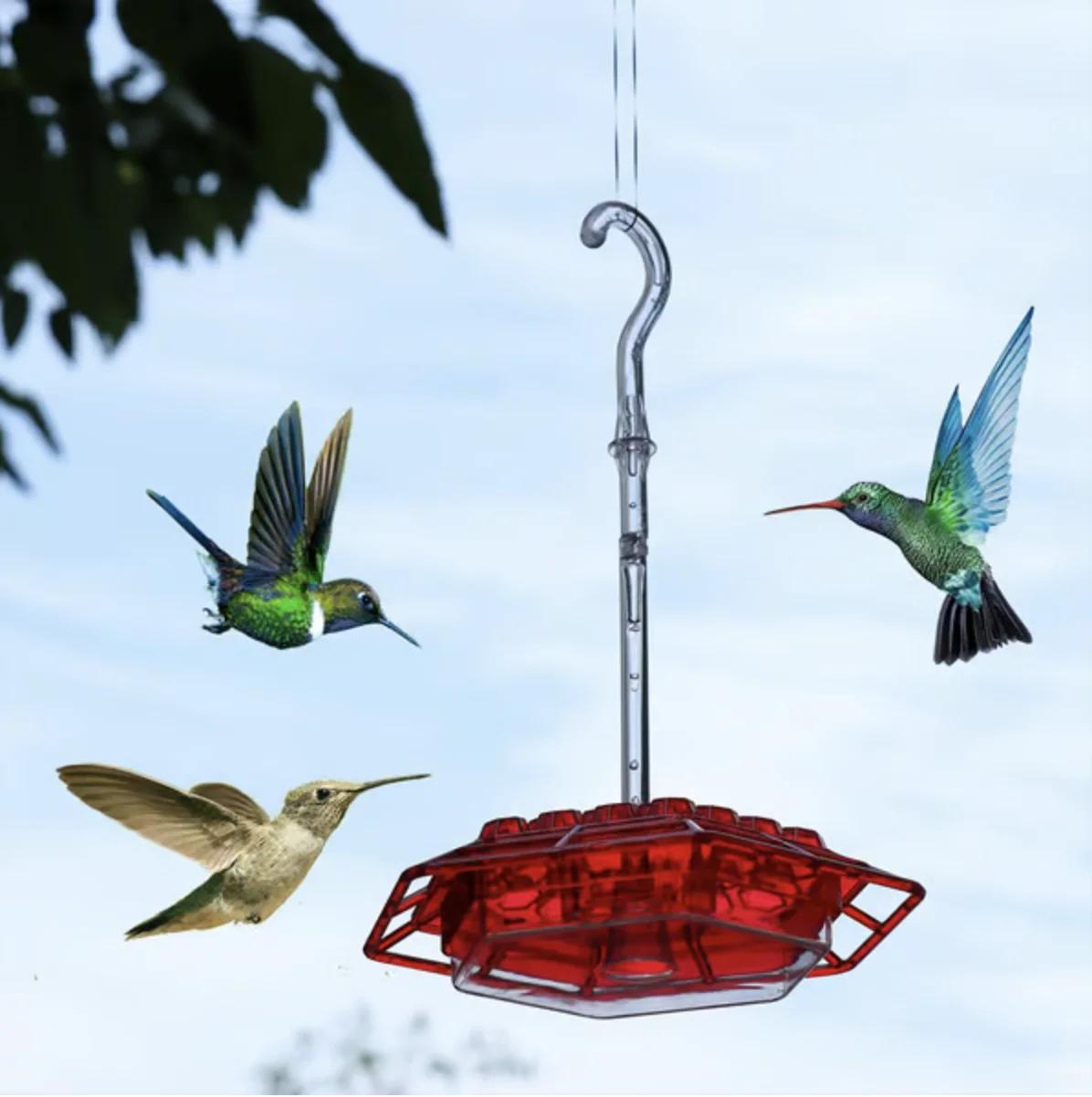 

Hummingbird Feeders for Outdoor Marys Built-In Ant Moat Feeder with Perch and Outdoor Bird Feeder Pet Bird Supplies Hanging Wild