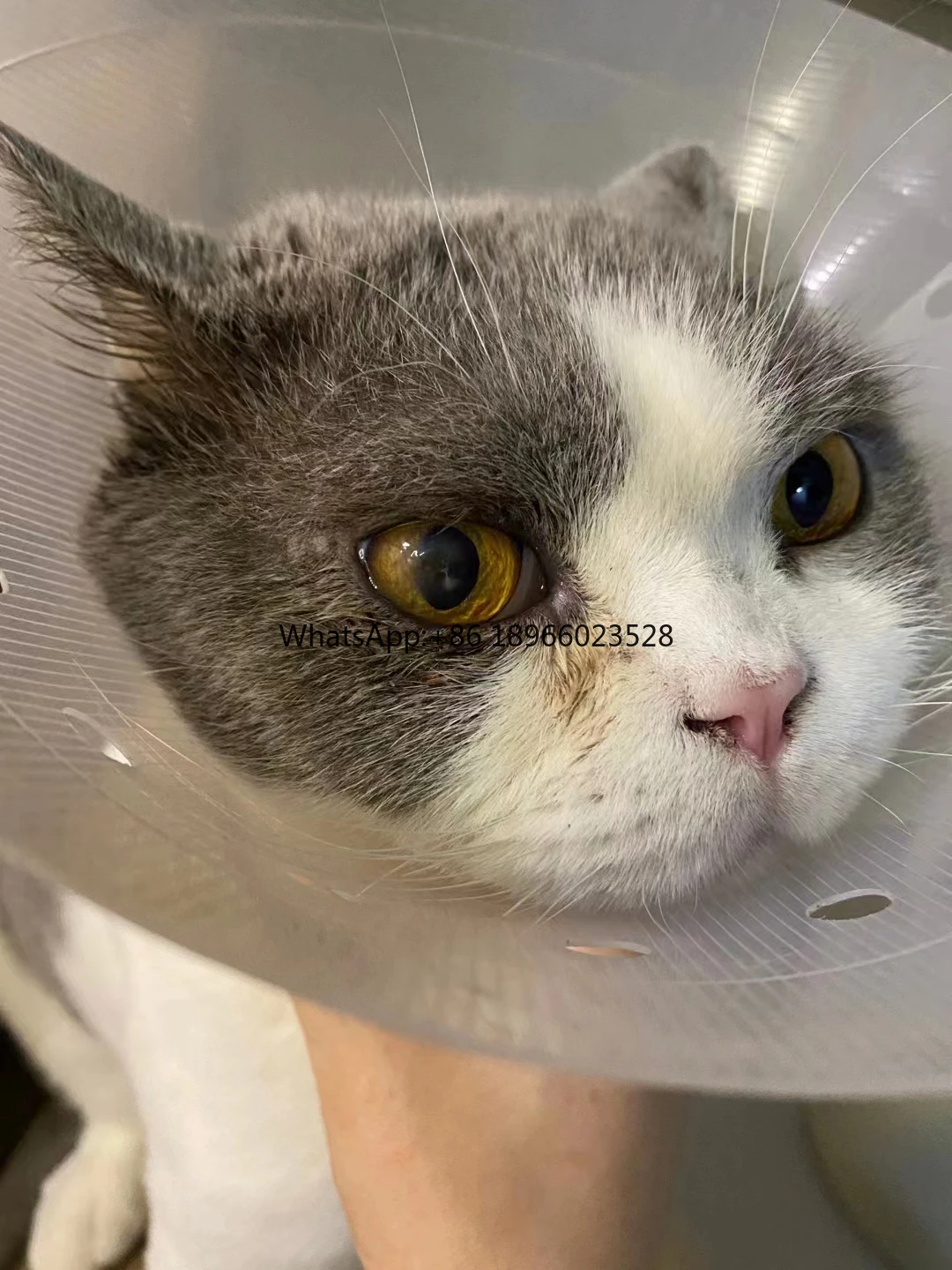 Средство для ухода за питомцами ошейник кошек и Элизабет питомцев