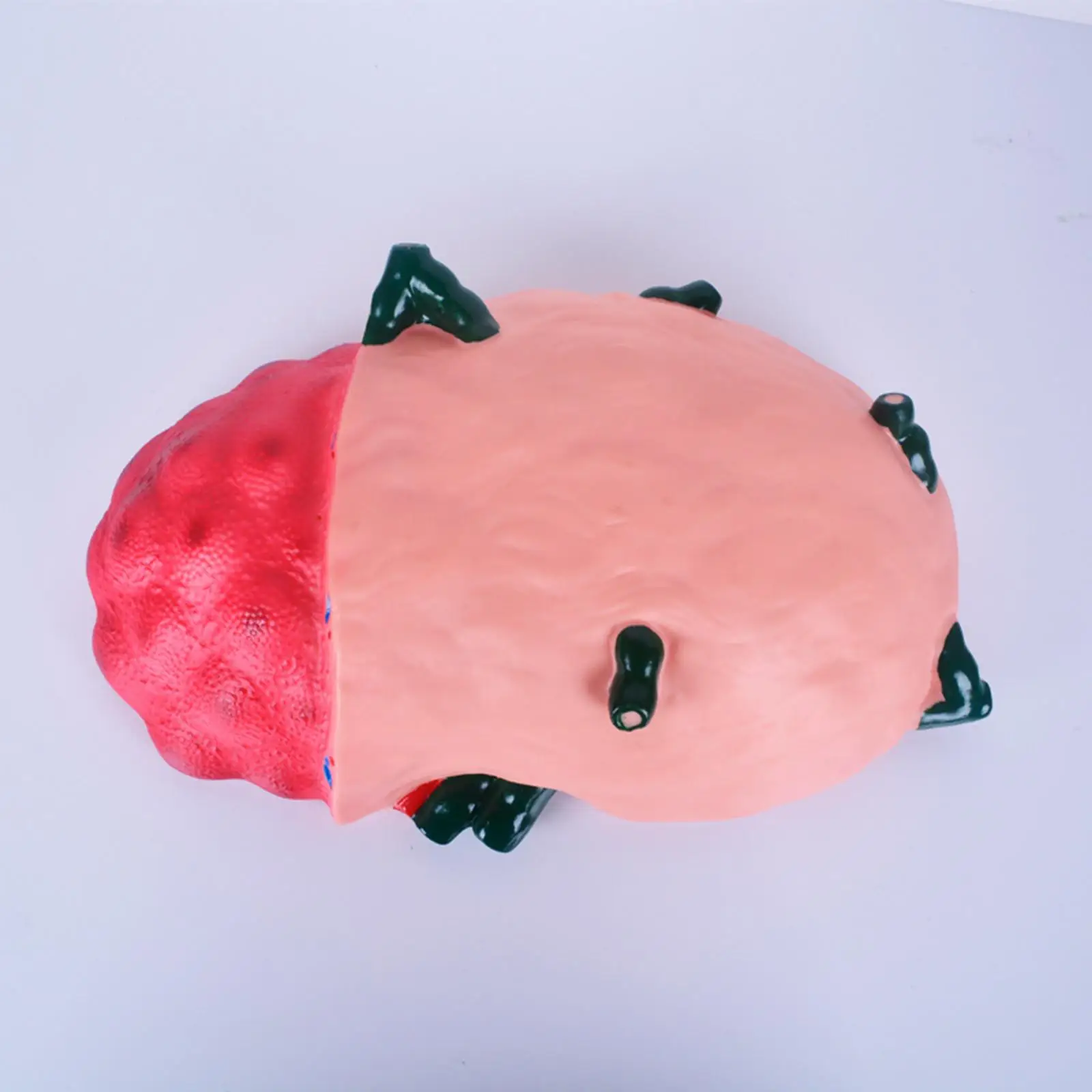 

Lymph Node Enlargement Model Human Organ Anatomical Model for Classroom Biological Research Exhibition Observation Laboratory
