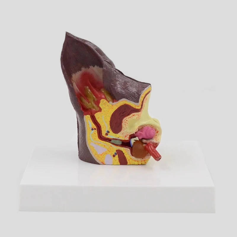 Модель анатомического животного для собак и ушей ветеринарные медицинские