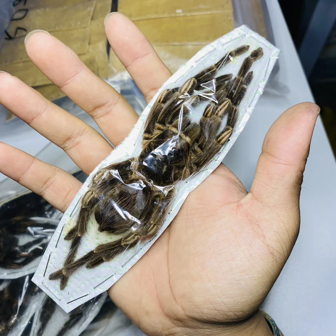Фото Stygophrynus Dammermani настоящий образец паука A-экзотический тропический лес насекомые паровой жук коллекция фотография домашний декор №1