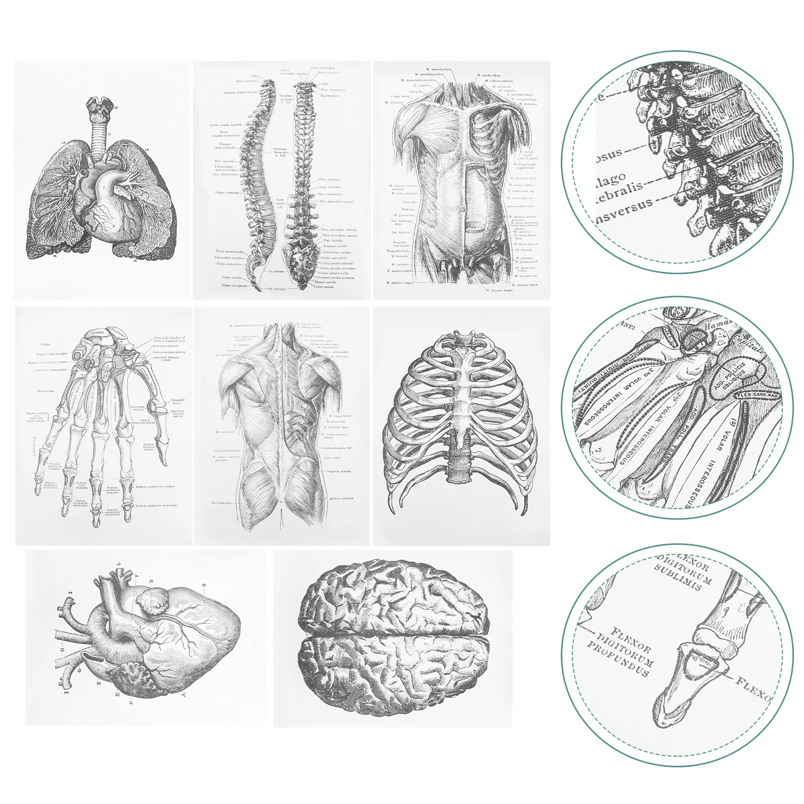 

8 Pcs Human Anatomy Organ Anatomical Poster Decor Home Picture Learning Canvas Chart Posters