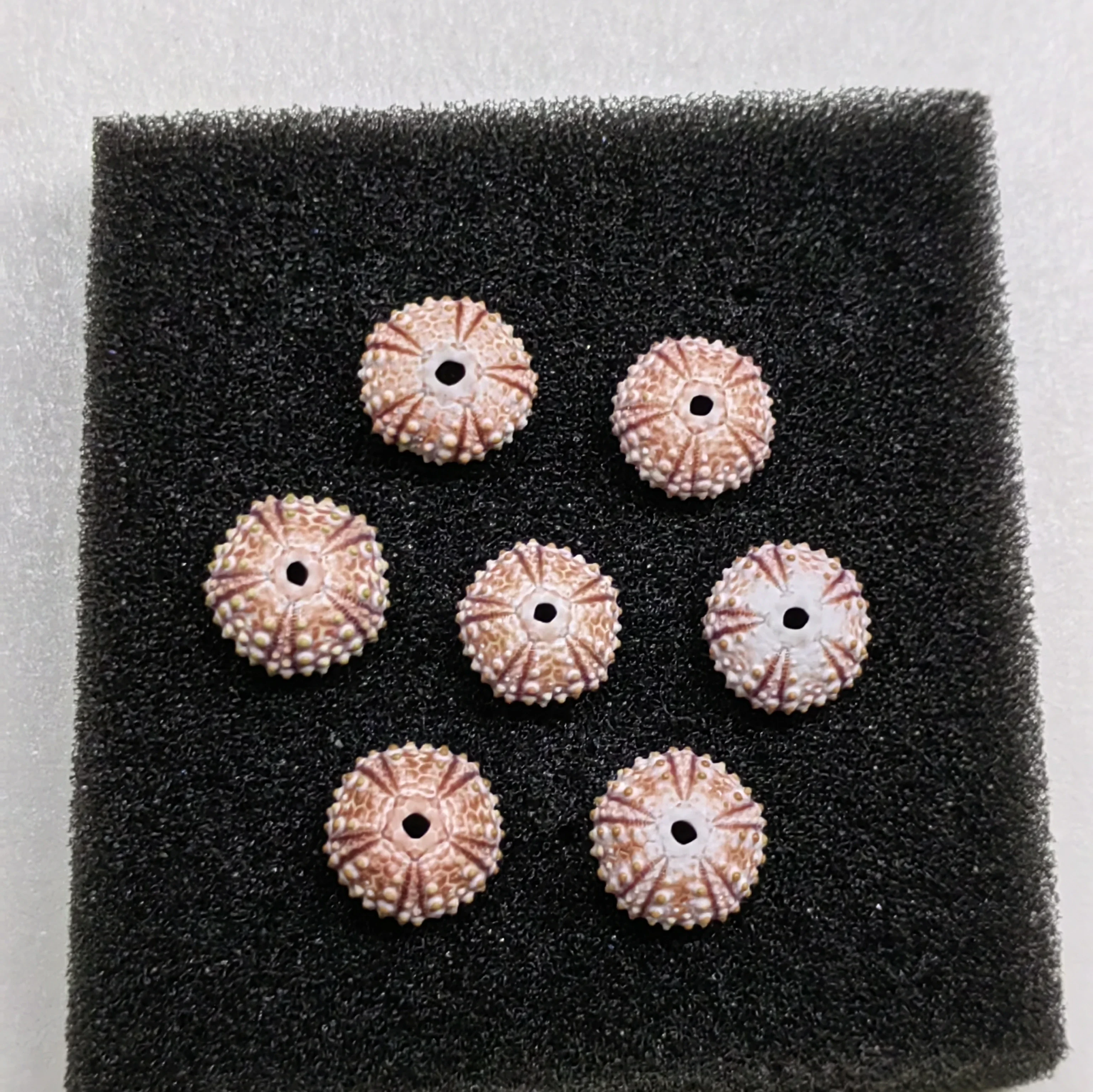 Натуральный греческий морской Морец образец украшение для дома ракушка аквариум