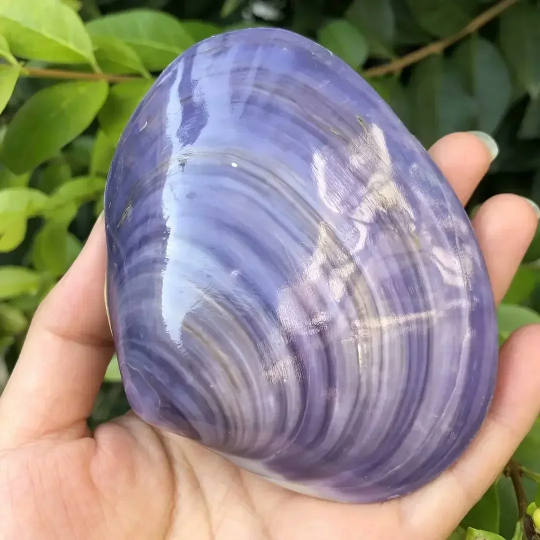 

Фиолетовая ракушка