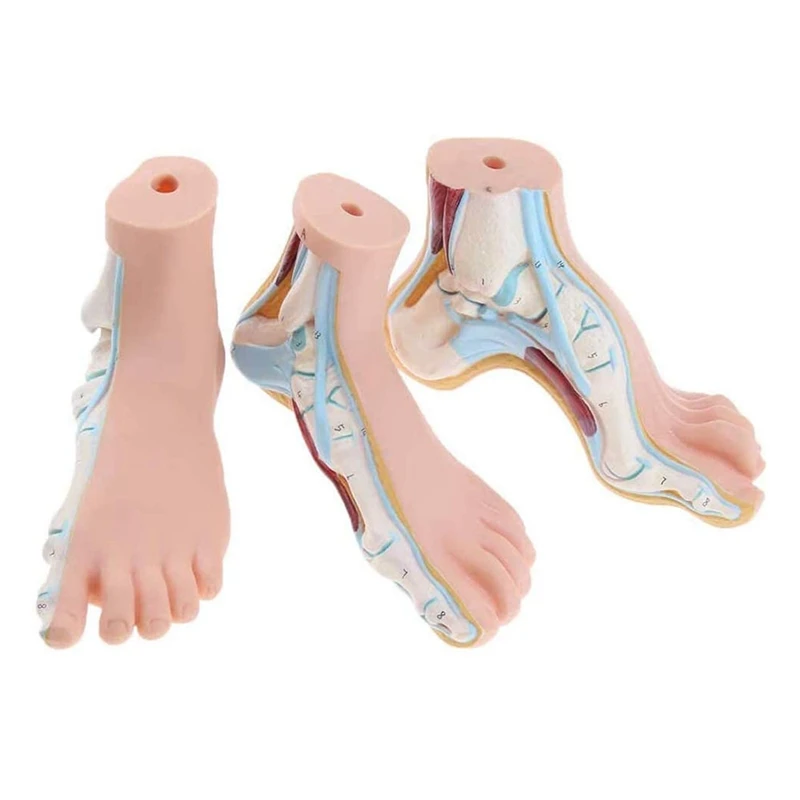 3Pcs Foot Anatomical Model Human Foot Ankle Joint Model Anatomical With Ligament Teaching Model PVC Anatomy Lab Supplies