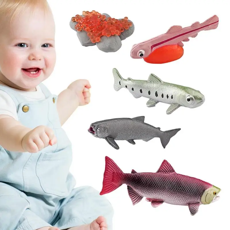 

Life Cycle Set Realistic Animal Figurines Montessori Toys For School Project Animal Toys For Kids Learning & Education Toys