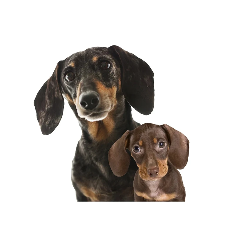 

Автомобильная наклейка такса собака водонепроницаемая виниловая наклейка автомобильные аксессуары Декор Наклейка для автомобиля # V1360